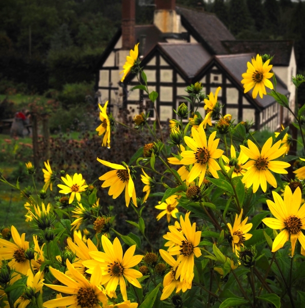 Ledbury Flower Farmer